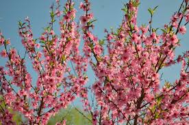 We did not find results for: Chilling Out Early Alabama Peach Varieties Look Good Following Freeze Event Vsc News