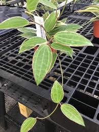 Image result for Carvalhoa macrophylla