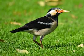 Namun, yang namanya burung kicauan, tentunya ketika di pelihara oleh. Download Suara Burung Jalak Suren Gacor Dan Panjang Abahtani