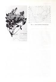 Image result for Eriosema nutans