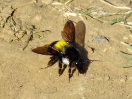 Image result for Bombus consobrinus