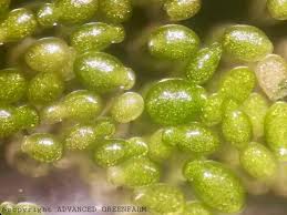 Image result for Wolffia