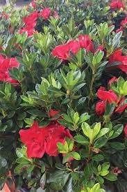Picture Of Health How To Keep Your Encore Azaleas Disease And Insect Free Flowery Wallpaper Azaleas Care Garden Problems