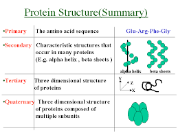Protein Function Biochemistry Macromolecules Chemistry
