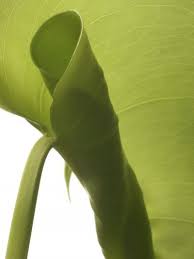When the water evaporates, a film having a considerable adhesive character is formed. Tips Information About Rubber Trees Gardening Know How
