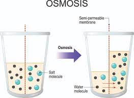 Dominate your classes & the boards with osmosis. What Is Reverse Osmosis And How Does It Work Quench Water