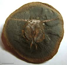 Image result for Cyphia mazoensis