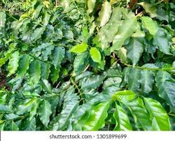 Image result for Clausena