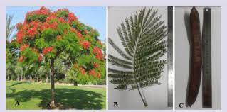 Namely delonix regia were collected from. Photographs Of A Delonix Regia Tree X 1 200 B Leaf X 1 2 Download Scientific Diagram