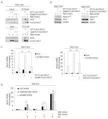 On this page convert myr to pkr using live currency rates as of 17/05/2021 20:24. Pact Mediated Pkr Activation Acts As A Hyperosmotic Stress Intensity Sensor Weakening Osmoadaptation And Enhancing Inflammation Elife