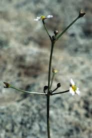 Image result for Alismataceae