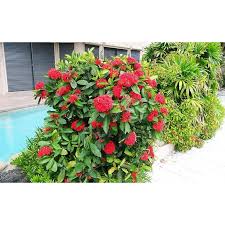 Image result for Ixora praetermissa