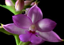 Image result for Calanthe sylvatica