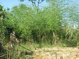 Image result for Fimbristylis madagascariensis