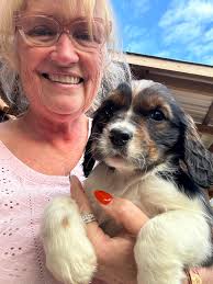 Kristi Hughes with Candy Yorkies (@drkristihughes) • Instagram photos and  videos