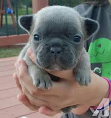 Includes details of puppies for sale from registered ankc breeders. French Bulldog Forsale Colorado Page 3