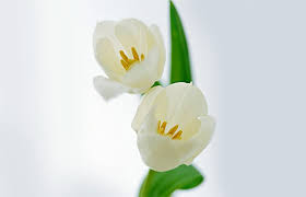 Red tulips communicate perfect love. What Flower Means Forgiveness Here Are 5 Apology Flowers All Rose Color Meanings