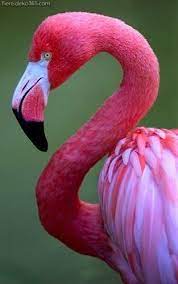Flamengo are looking to confirm the loan swiftly in order to register pereira in time for the copa do brasil, meaning the deal has to be signed, sealed and delivered by next tuesday. Tolle Wunderschone Bilder Von Flamingo Beautiful Birds Colorful Birds Flamingo