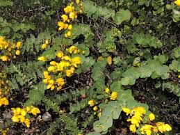 Image result for Chamaecrista wittei