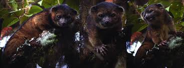 La dirección exacta se proporcionará una vez confirmada la reserva. The Olinguito Bassaricyon Neblina Neblina In Life In The Wild Taken Download Scientific Diagram