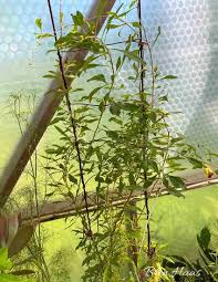 Goji berries have a similar growth habit as plants like raspberries, so they'll be easier to harvest if you train them along a trellis or other support. Growing Your Own Super Food Goji Berry Bren Haas