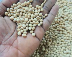 Image of Soybeans nigeria