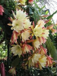 Common name night blooming cereus. Night Blooming Cereus I Loved These In Florida Orchid Cactus Blooming Cactus Florida Flowers