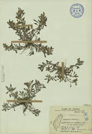 Image result for Gnaphalium polycaulon