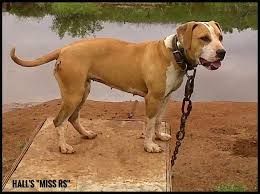 Black And Brown Pitbull Pin On Red And White Dogs