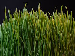 1 853 просмотра 1,8 тыс. Hay Vs Grass What S The Difference Ask Difference