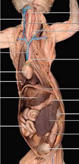 These vessels transport blood cells, nutrients, and oxygen to the tissues of the body. Print Dissection Of Blood Vessels Of Cat Flashcards Easy Notecards