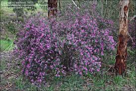 Image result for Indigofera wentzeliana