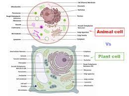 The model is labeled with all of the typical organelles within a cell membrane. Difference Between Plant Cell And Animal Cell Laboratoryinfo Com