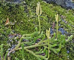 Image result for Lycopodium