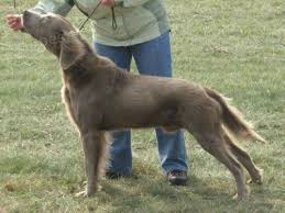 Image result for výmarský dlouhosrstý ohař