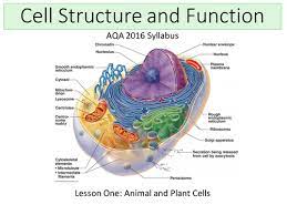 Here, we'll look in detail at the differences between prokaryotes and eukaryotes. New Aqa 2016 Biology B1 Cell Structure And Transport Lesson 1 Animal And Plant Cells Teaching Resources