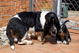 However, they can also make us lazy and can have. How To Potty Train A Basset Hound Pet Ponder