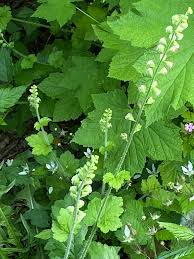 Image result for Vernonia amblyolepis