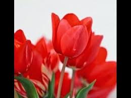 Kali ini saya membuat video bunga tulip dari kain flanel. Kerajinan Tangan Sederhana Dari Sedotan Yang Mudah Ide Kreatif
