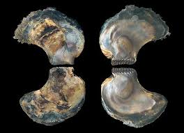 Image result for Isoglossa vulcanicola