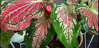 Simak 5 Keuntungan Miliki Tanaman Keladi Bagi Pecinta Tanaman Hias Ringtimes Banyuwangi