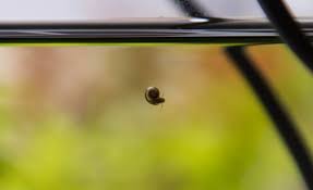 So, how did these unwanted snails get in your tank? Parasites In Your Aquarium Aquascaping Wiki Aquasabi