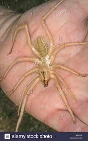 So why do camel spiders appear to be as big as half a soldier in the photographs? Camel Spider Wind Scorpion Solifugae Mannlich Namibia Stockfotografie Alamy