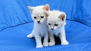 A simple, sturdy name, whether as a nickname for jackson or an homage to the actor jack. Top Cat Names Of 2017 The Purrington Post