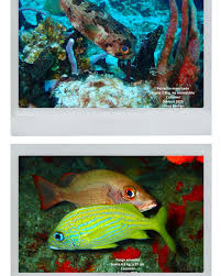 Ocean Nomads (@oceannomads) • Instagram photos and videos