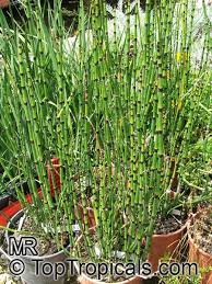 Equisetum hyemale (rough horsetail) is a very ancient native plant, once used as pan scourers since the tubular leaves have silicaceous ridges. Equisetum Hyemale Horsetail Scouring Rush Toptropicals Com