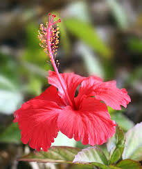 Image result for Hibiscus rhabdotospermus