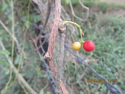 Image result for Tinospora orophila