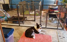Standard poodle breeders have a range of prices. Raising Border Collie Puppies Right With Puppy Culture Border Collie Bordoodle Maremma Puppies For Sale
