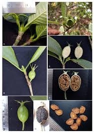 Image result for Tricalysia sp. E